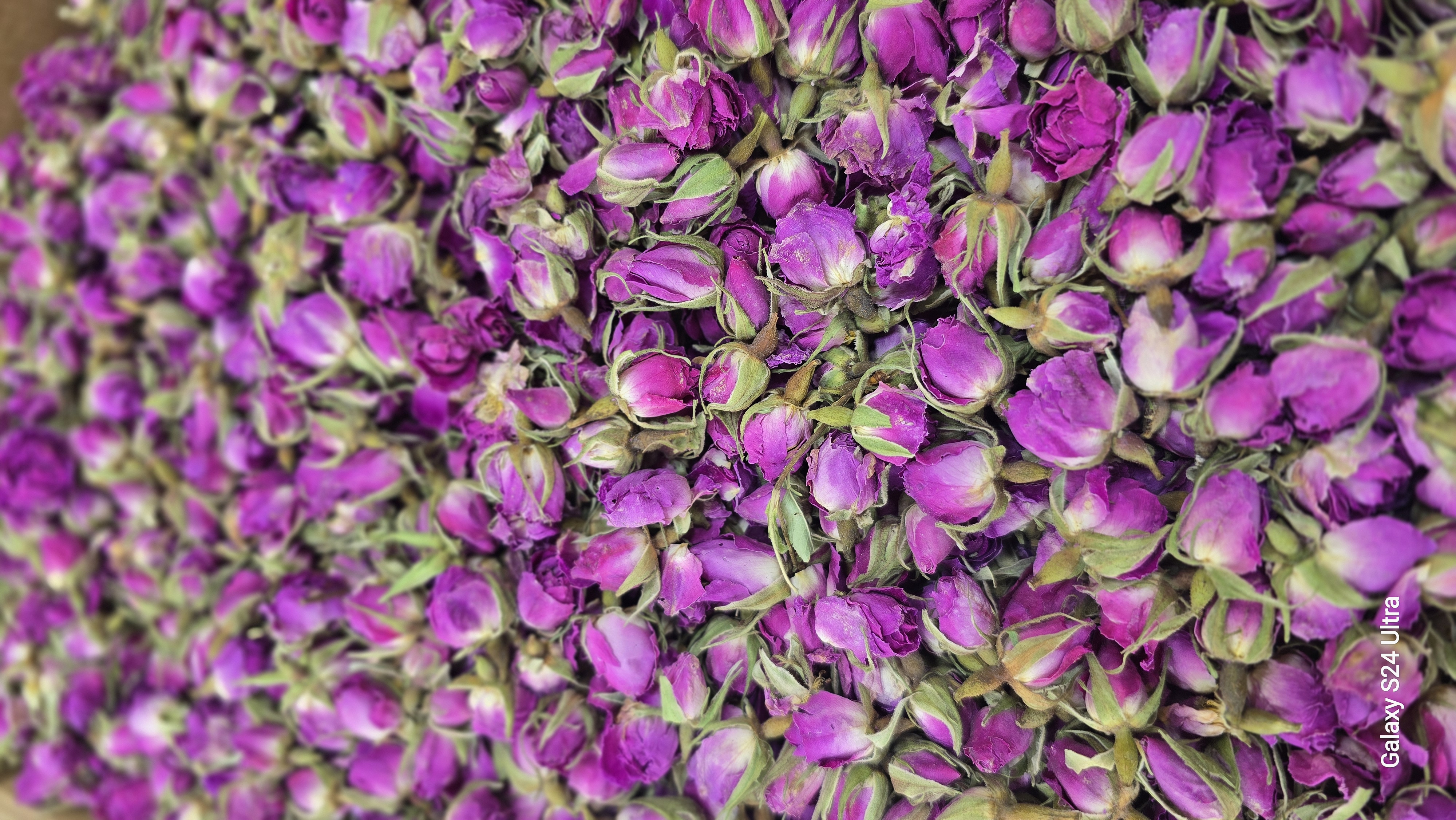غنچه گل محمدی لاله زار